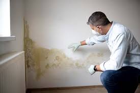 Best Basement Mold Removal  in Mineola, NY